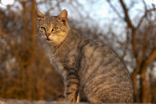 户外的斑纹猫咪