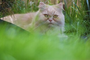草丛中的长毛猫咪