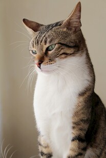 坐姿优雅的斑纹猫咪