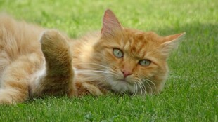橘猫惬意躺于绿草地上