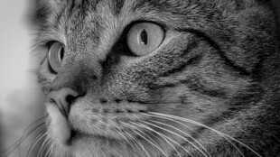 凝视的斑纹猫