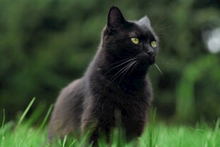 黑猫静立于翠绿草地上