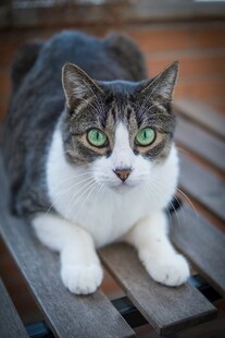 绿眼萌猫趴坐木椅上