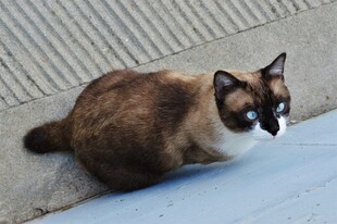 蜷坐的三色猫咪