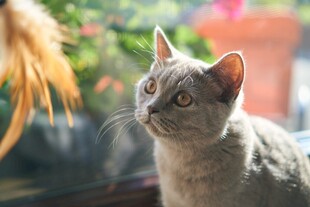窗边凝望的可爱猫咪