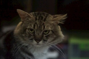 长毛虎斑猫的凝视