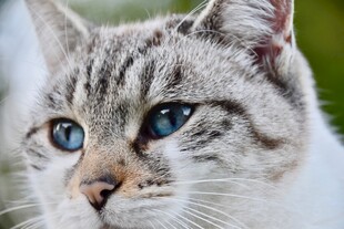 蓝眼斑纹猫特写