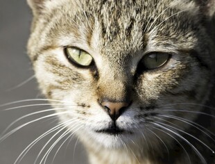 凝视的灰纹猫