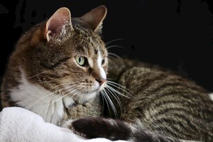 可爱斑纹猫咪侧卧休憩