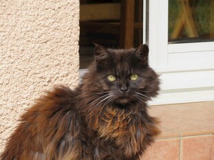 长毛黑猫坐于门前
