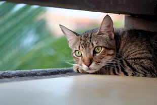 躲在木下的斑纹猫咪