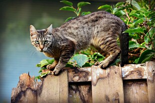 狸花猫立于木栏上