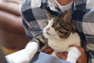 格子衫人怀中的可爱猫咪