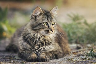阳光下的长毛猫