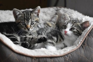 三只猫咪惬意躺猫窝