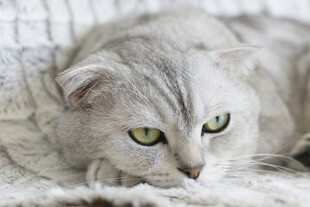 慵懒银渐层猫咪惬意躺卧