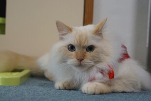 可爱布偶猫趴地卖萌