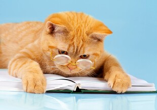 橘猫戴眼镜专注看书