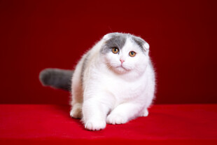 灰白萌猫端坐红垫上