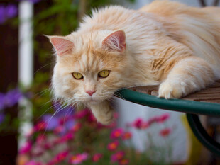橘色长毛猫慵懒趴木架