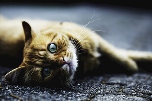 慵懒猫咪惬意躺卧