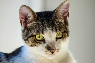可爱猫咪特写