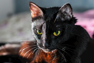 黑亮猫咪特写