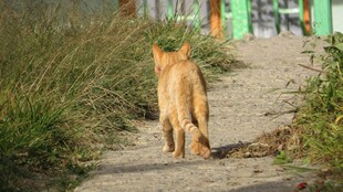 小橘猫漫步在乡间小道