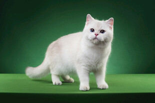 白色萌猫站立绿色背景前