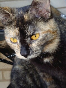 三色猫的明亮黄眼睛