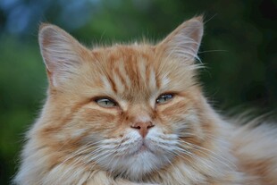 橘色长毛猫的特写