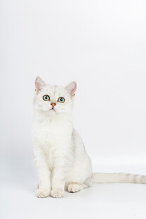 白色萌猫端坐