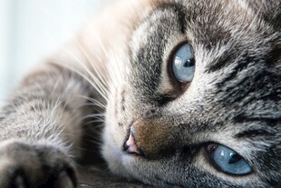 蓝眼萌猫侧卧特写