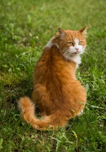 草地上的橘猫