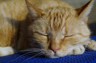 橘猫惬意酣睡