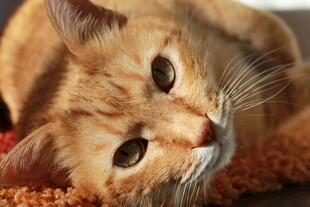 慵懒猫咪惬意趴卧
