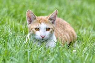 草地上的可爱三色猫咪