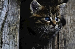 可爱小猫从木缝中探出头