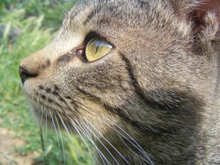 侧头凝视的灰猫