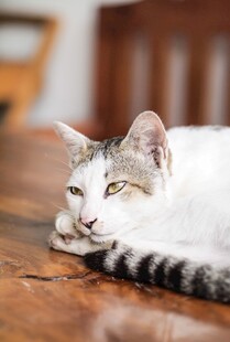 慵懒猫咪趴卧木桌