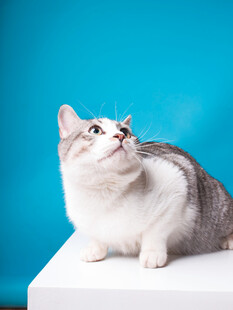 蓝底白台上的可爱猫咪