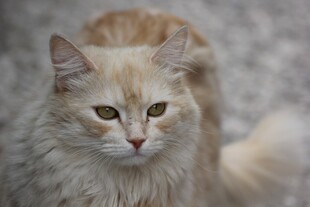 长毛橘猫特写