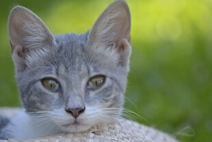 可爱灰猫的惬意瞬间