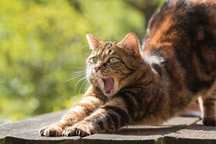 户外伸懒腰的斑纹猫咪