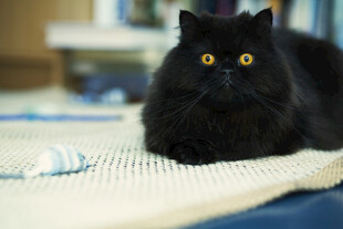 黑猫趴卧地毯眼神明亮