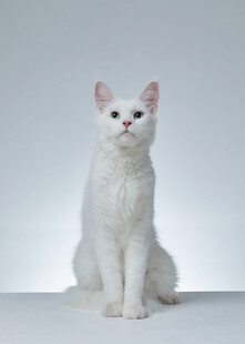 白色猫咪端坐