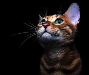 仰望的漂亮斑纹猫咪