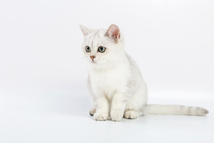 白色萌猫端坐