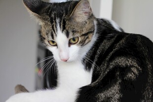 可爱斑纹猫的专注瞬间