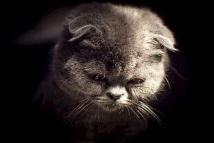 忧郁折耳猫